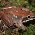 Fun Fact of the Week: Wood frogs freeze solid in winter and thaw in spring